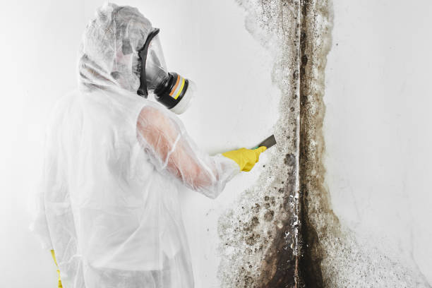Best Black Mold Removal  in Midway City, CA