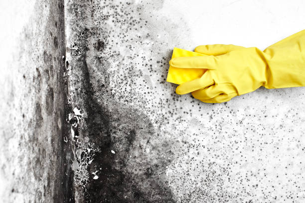Best Attic Mold Removal  in Midway City, CA