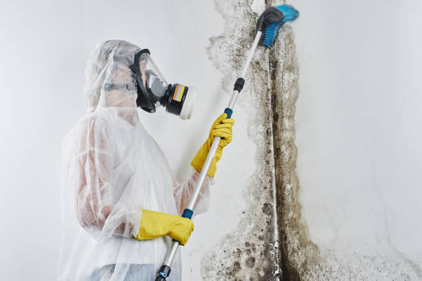 Mold Removal Process in Midway City, CA