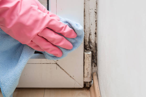Best Fast Mold Removal  in Midway City, CA